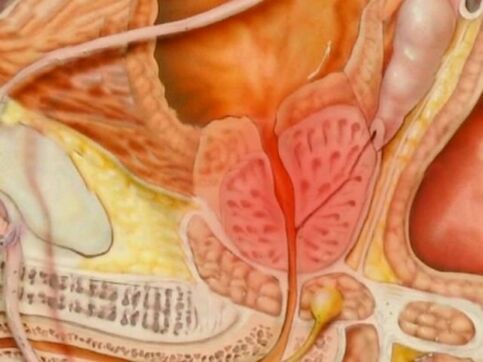健康的人类前列腺的视图