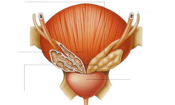 前列腺解剖